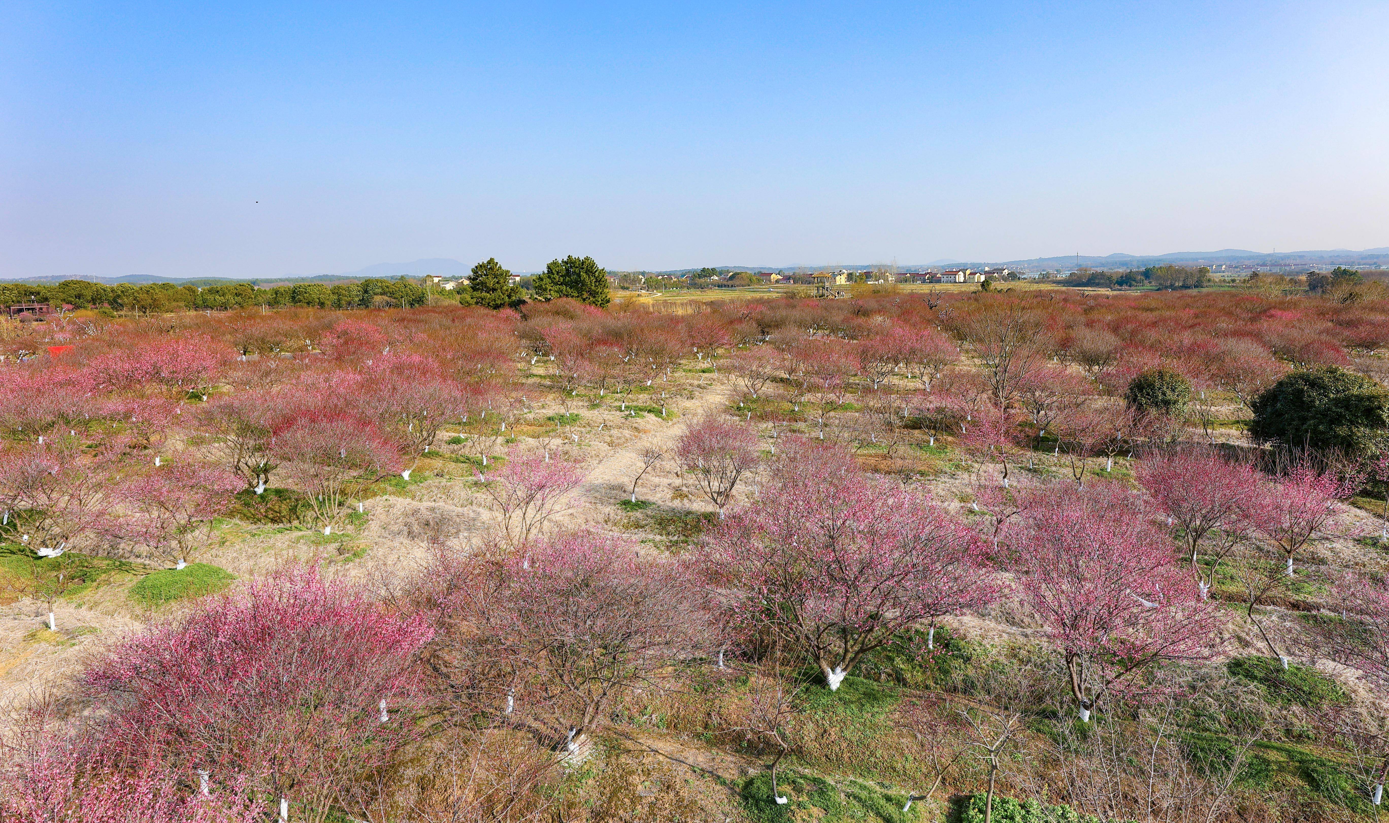 万亩梅园香似雪