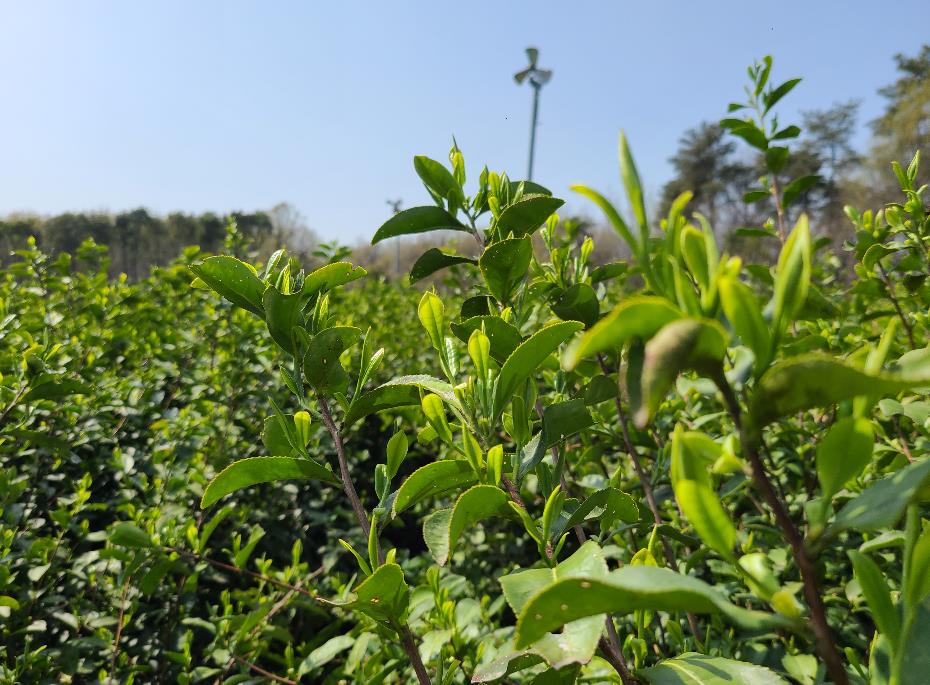 乌牛早茶园图片