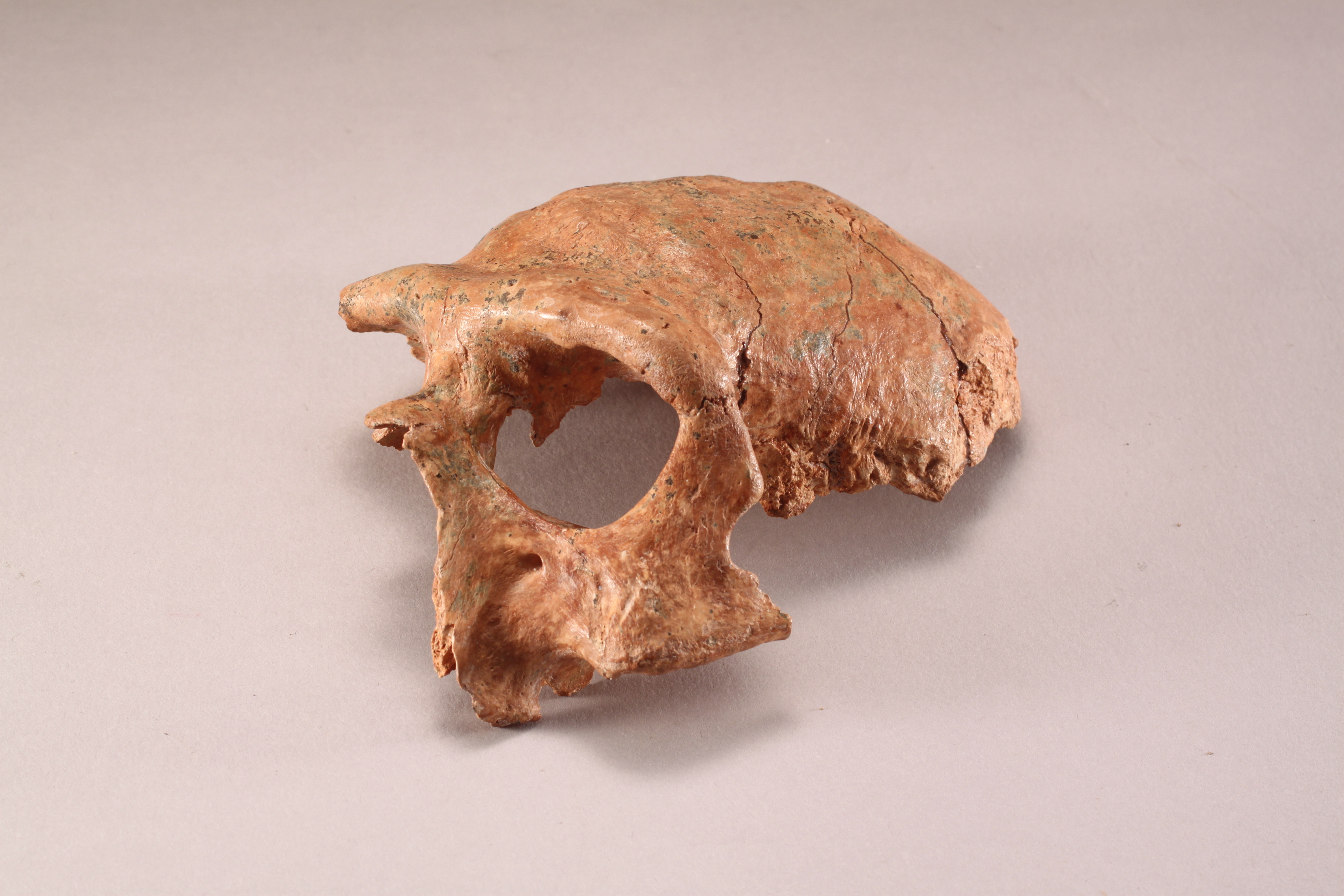60萬年前南京直立人Ⅰ號頭骨化石。南京市博物館供圖