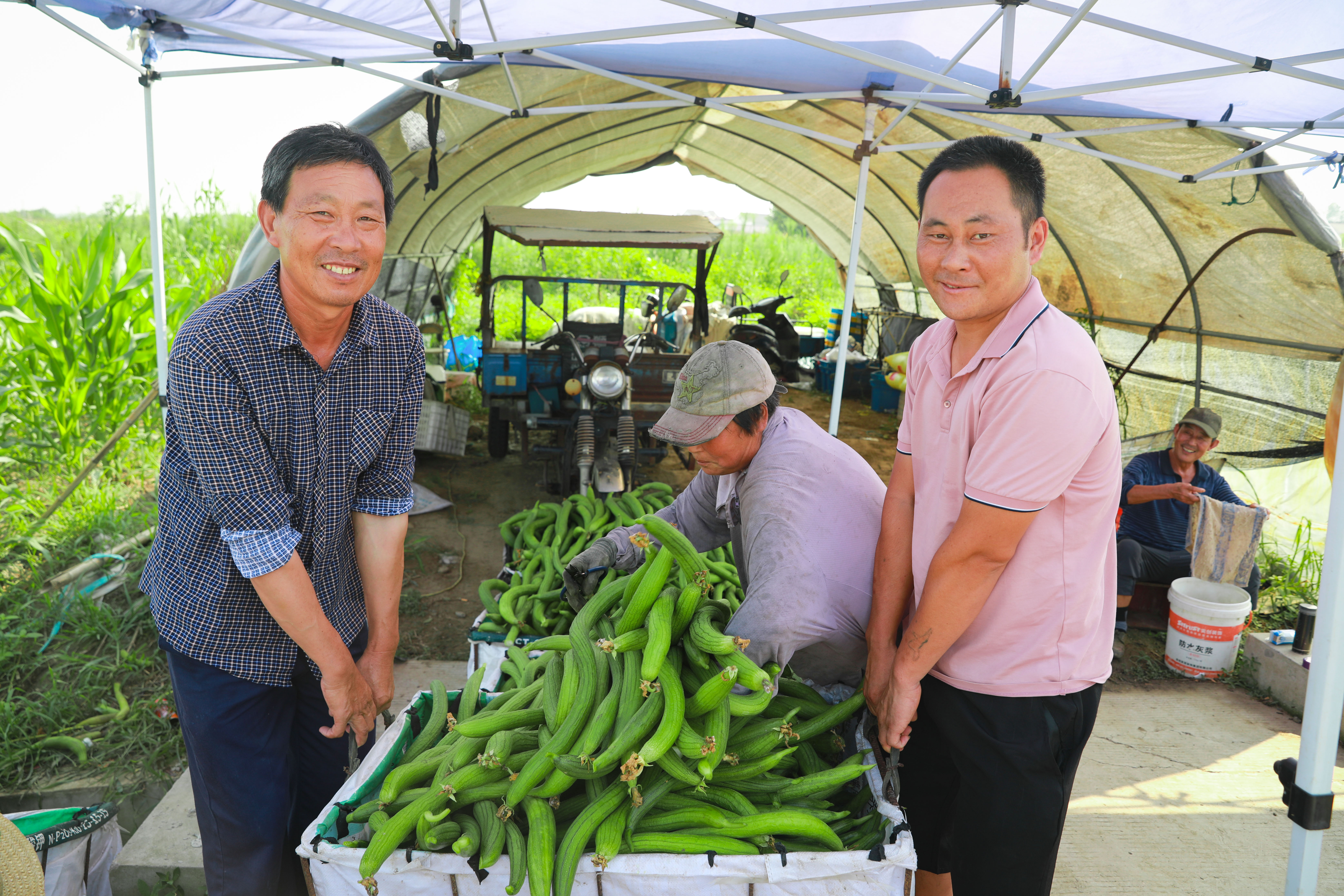 8月2日,在位于龙池街道现代农业产业园内的丝瓜种植基地里,一条条丝瓜