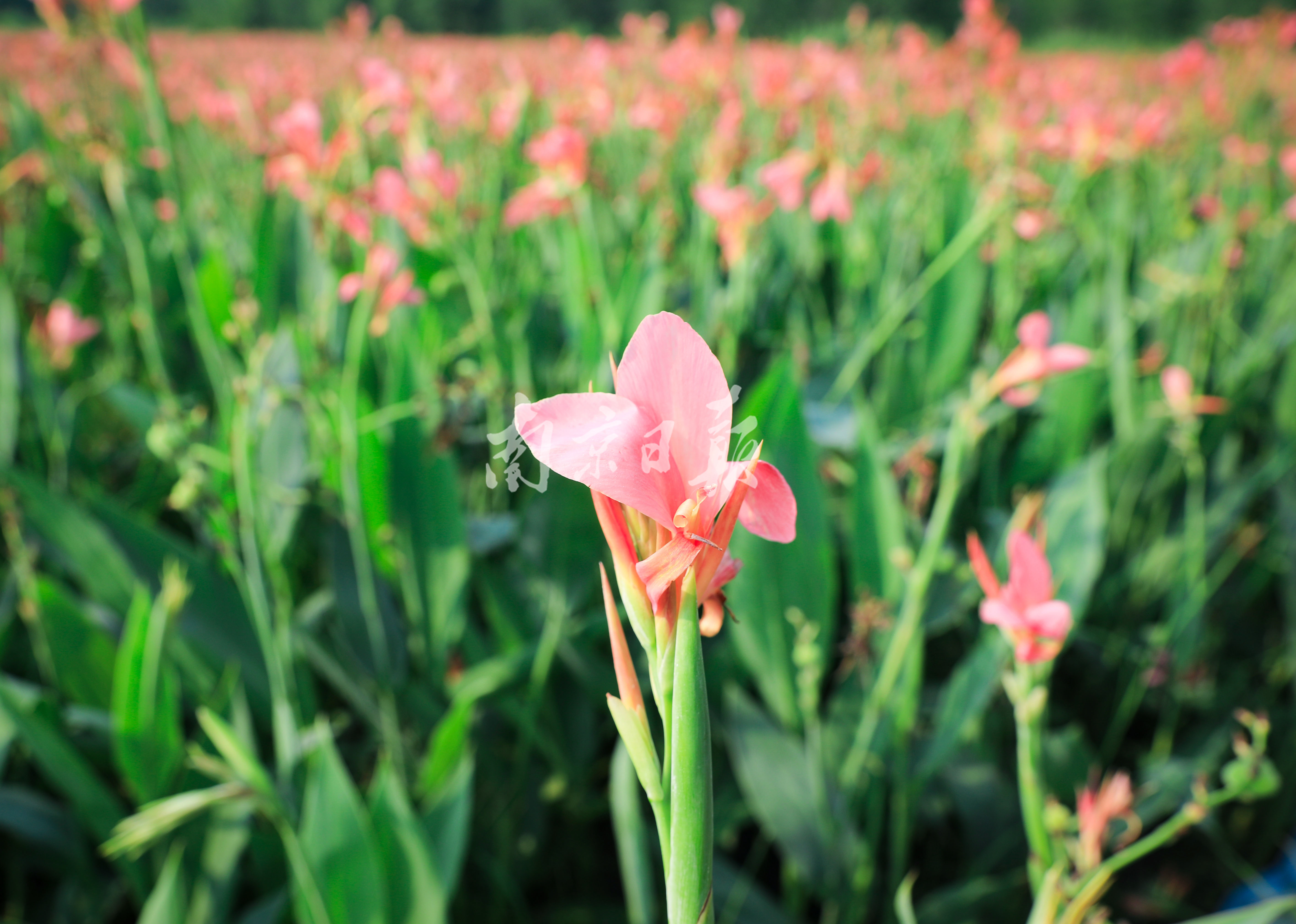 水生美人蕉艳丽盛放