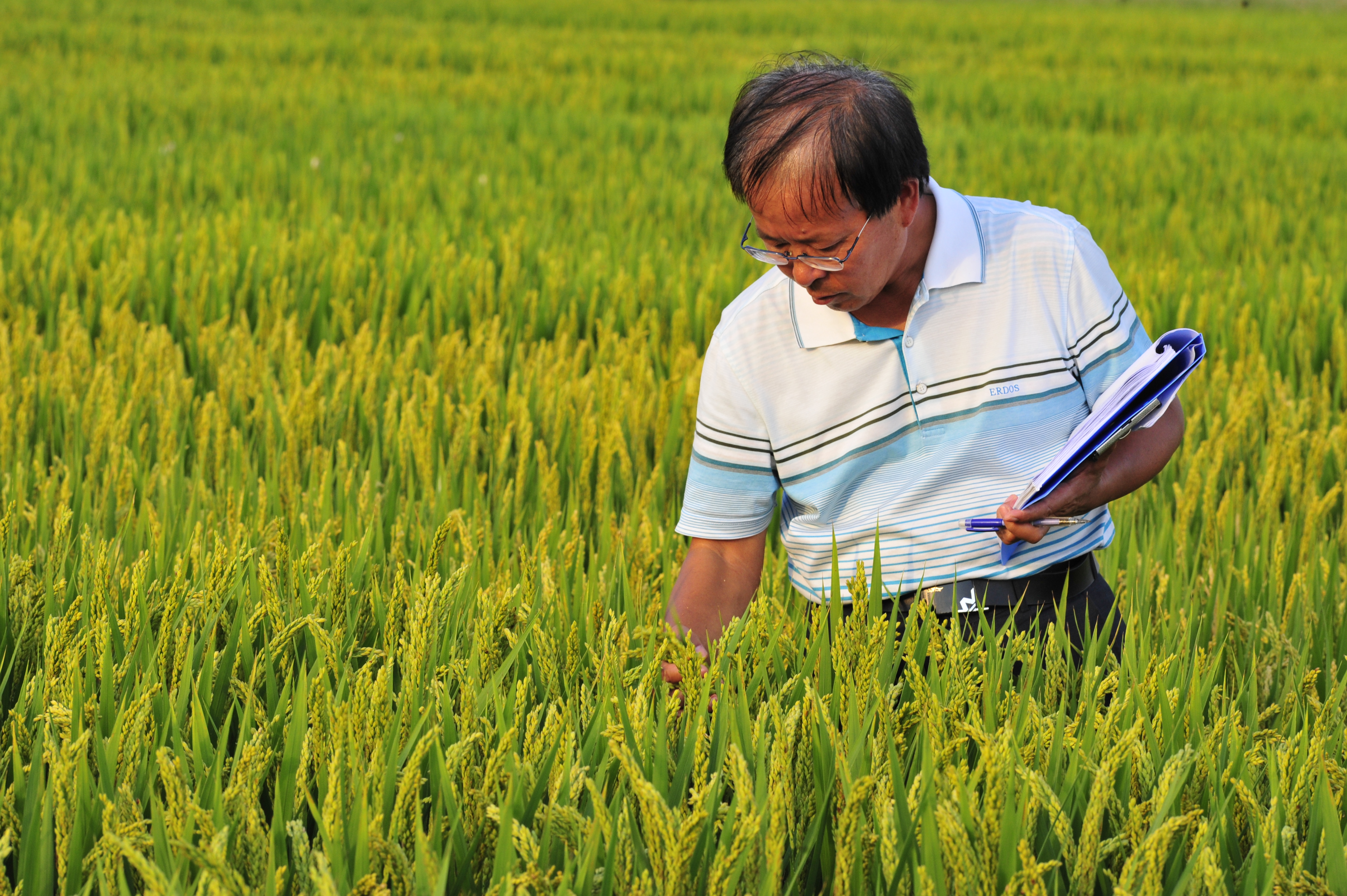 王才林在田间记录水稻试验小区品比情况。受访者供图