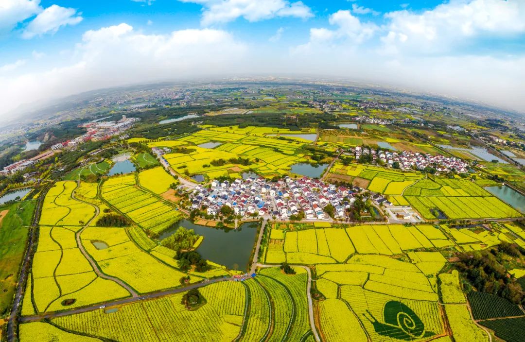 美丽慢城油菜花醉人。南京市高淳区委宣传部供图