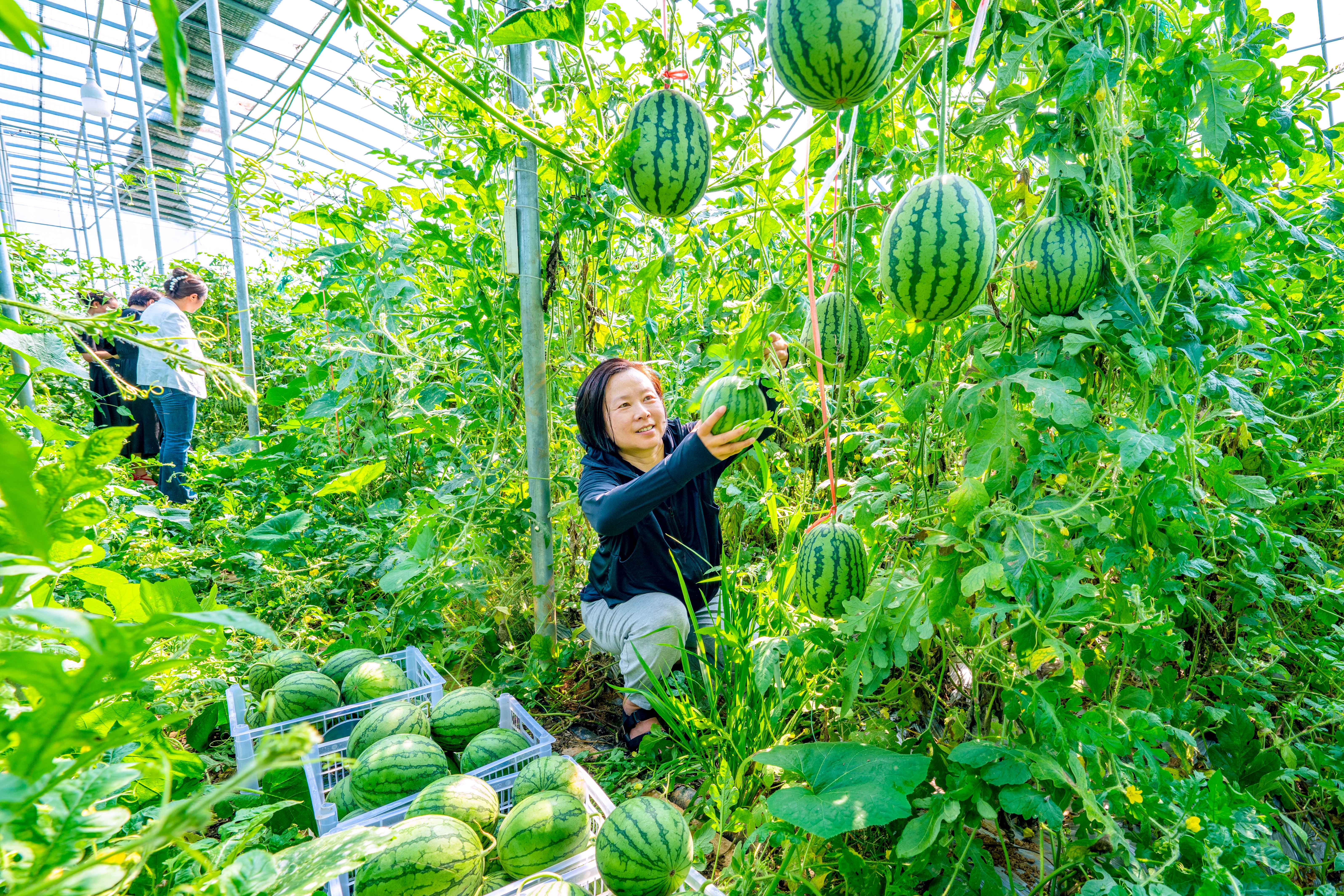 石湫街道东泉村的蔬果种植大棚内