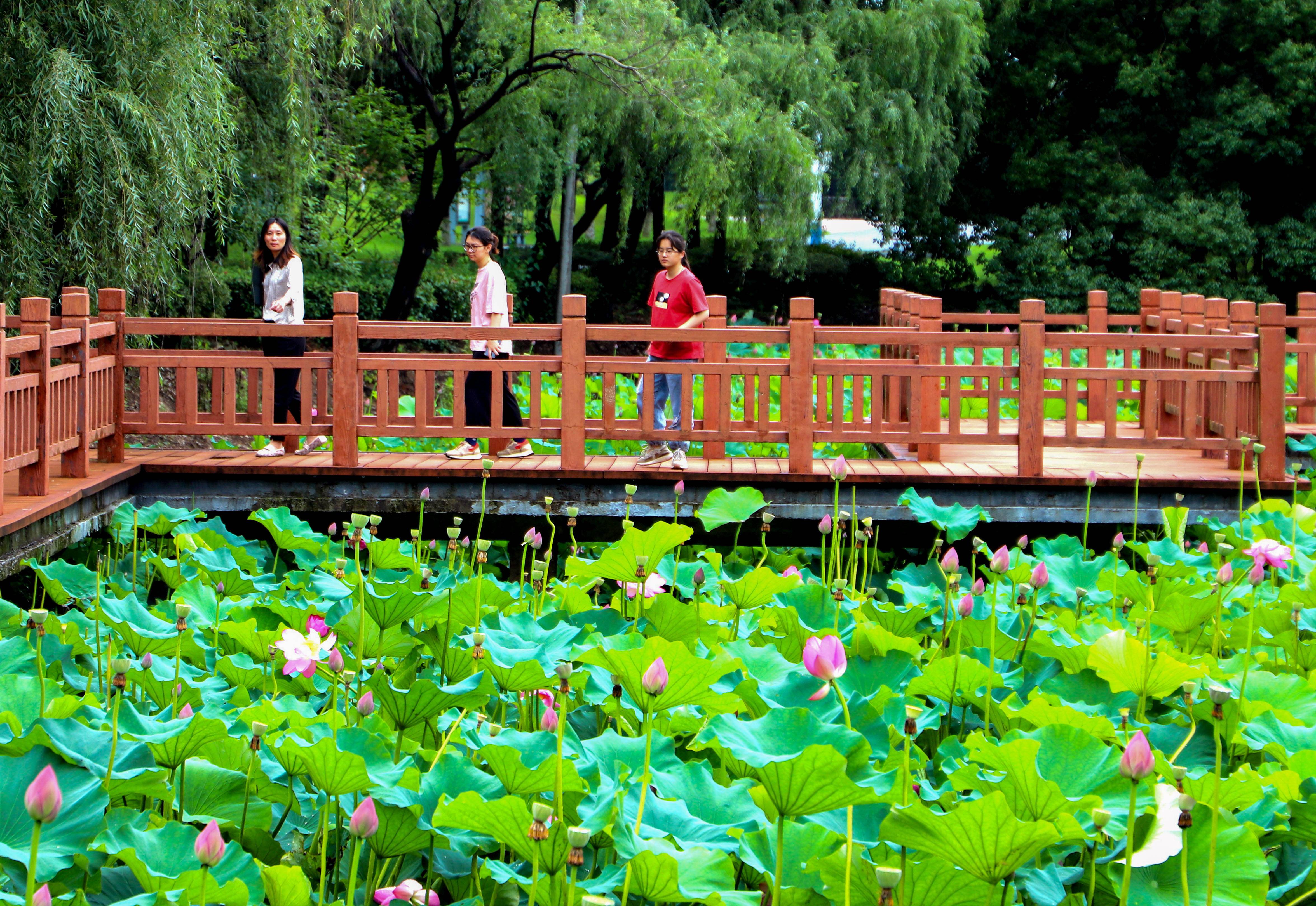 6月27日,高淳国际慢城景区桃花扇广场的荷塘中,微风拂过,红白相间的