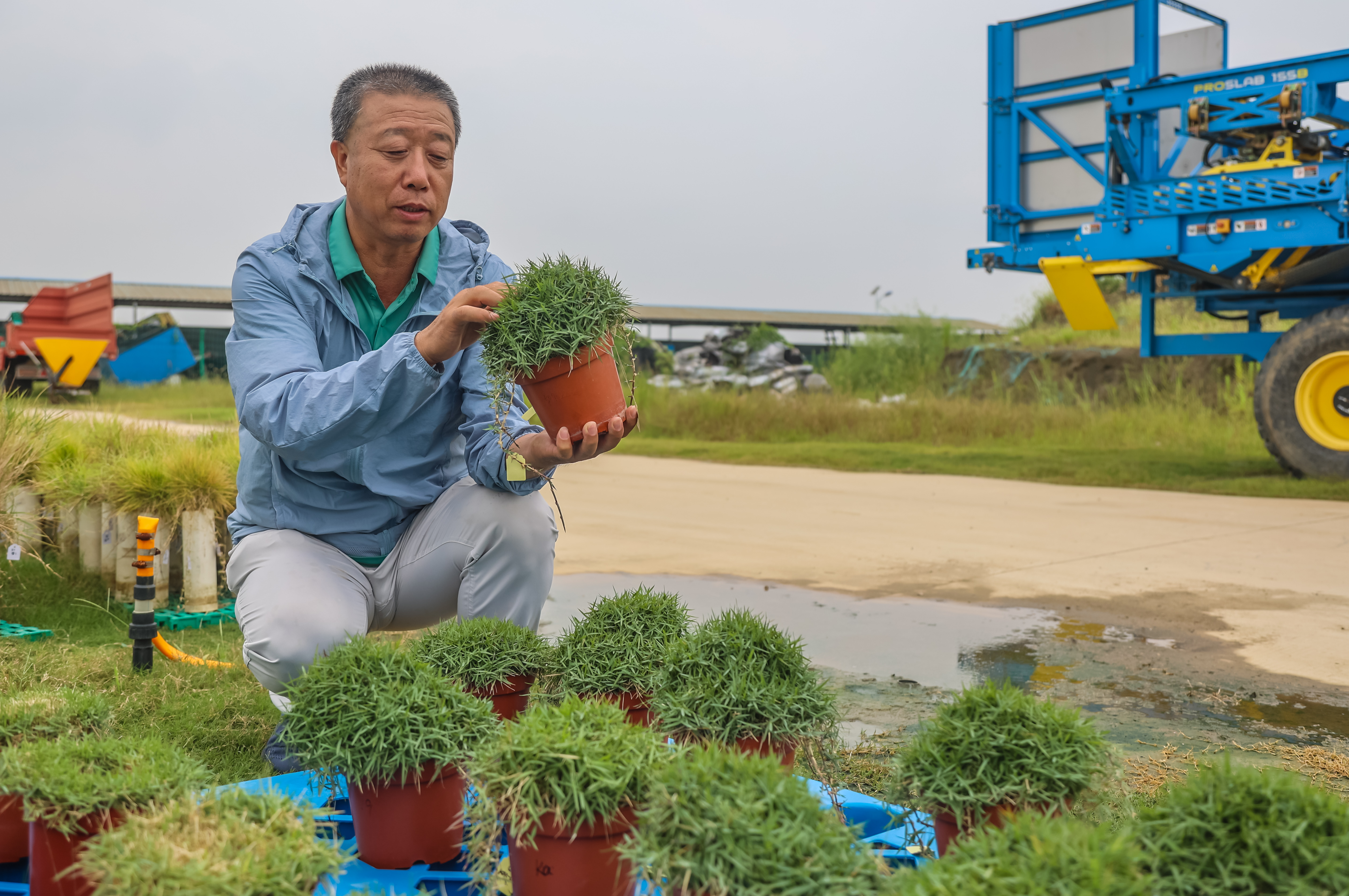 图为南农蓝光中华结缕草样品。 南京日报/紫金山新闻记者 董家训 摄