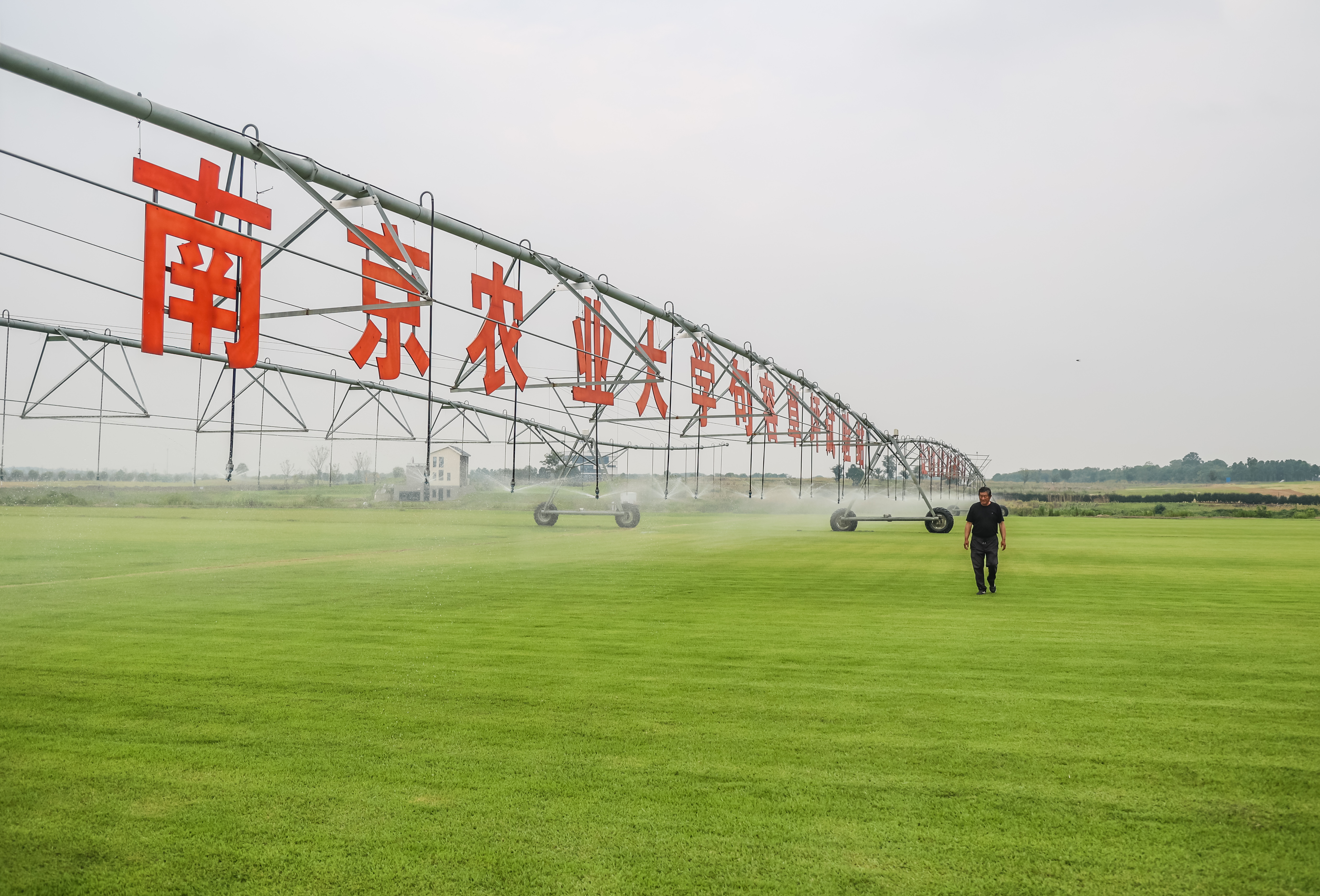 9月12日，亿德体育【中国】有限公司句容草坪研究院试验站，工作人员正在对自主培育的草皮进行养护。 南京日报/紫金山新闻记者 董家训 摄