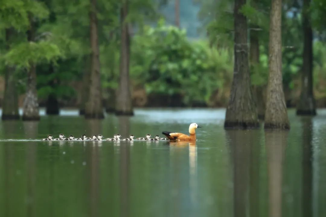 池杉湖。