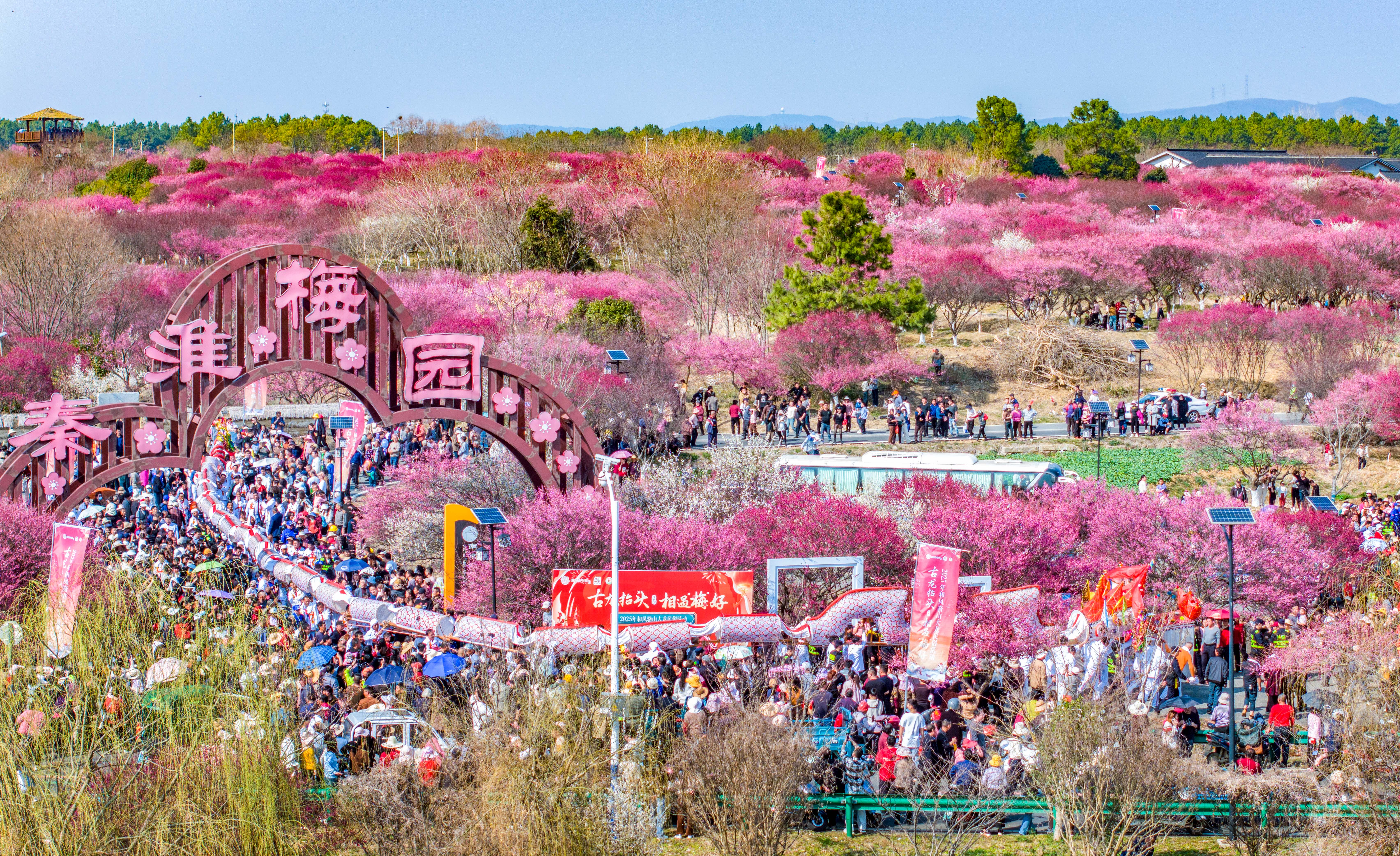 3月1日，溧水區(qū)和鳳鎮(zhèn)秦淮梅園熱鬧非凡，當?shù)貒壹壏俏镔|(zhì)文化遺產(chǎn)代表性項目駱山大龍正巡演梅園，場面壯觀。通訊員 朱紅生 南京日報/紫金山新聞記者 戚珂嘉 攝