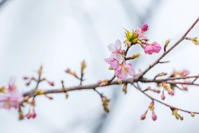 玄武湖早櫻綻放。景區(qū)供圖