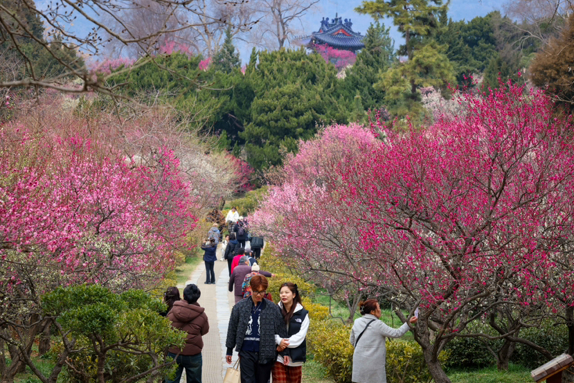 游客在梅花山打卡。段仁虎 攝