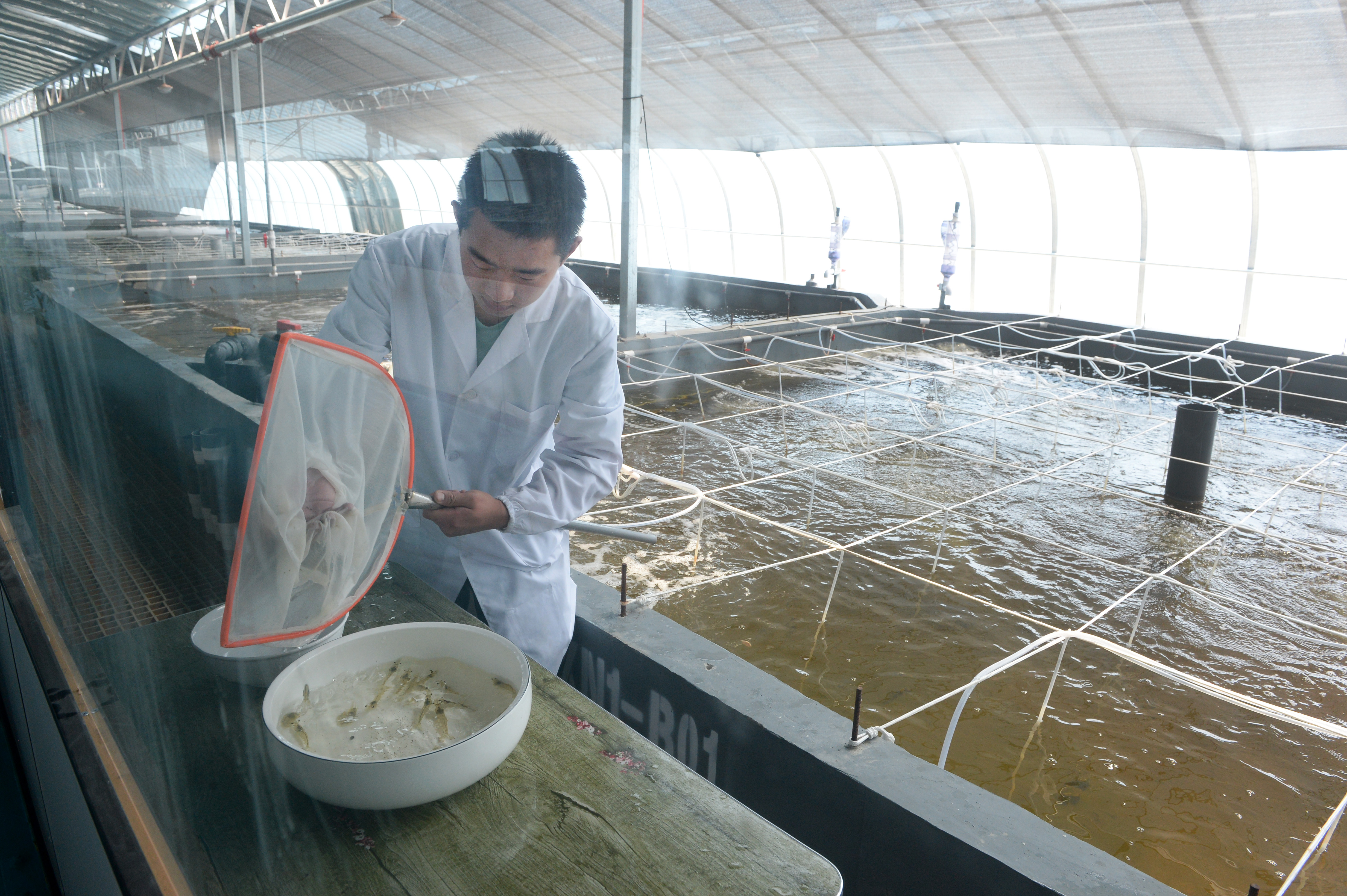 在西宁市循环水智慧水产养殖大棚，工作人员在观察南美白对虾的生长情况。