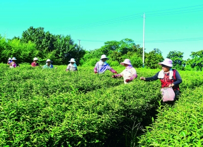 秋茶采摘正当时