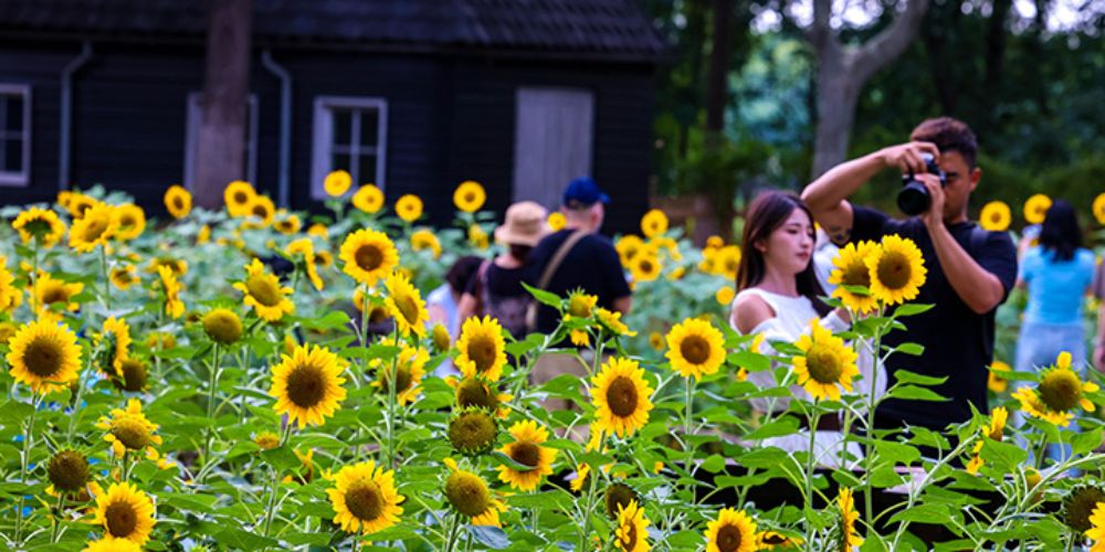 绿博园：向日葵迎盛花期