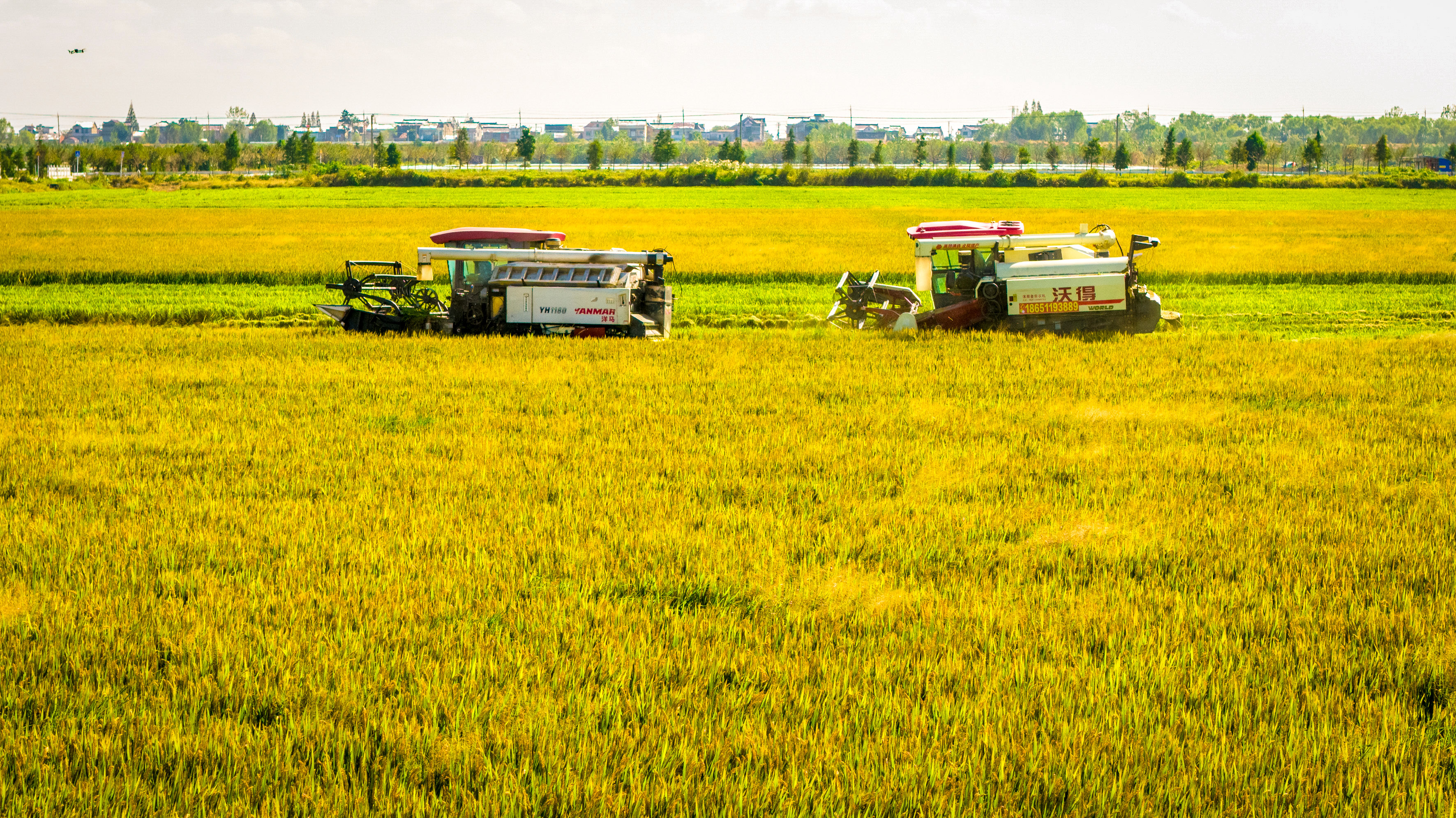 10月24日，全市规模最大的集中连片高标准农田、被誉为南京最大“粮仓”的高淳区胜利圩片区内，1.4万亩水稻正式开镰收割，收割机来回穿梭，轰鸣声此起彼伏，一派丰收的景象呈现在眼前。通讯员 刘列 南京日报/紫金山新闻记者 段仁虎 摄
