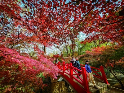 红枫岗：霜叶红于二月花