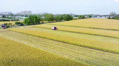 浦口区“开镰米”收割，5名公证员全程在场跟踪记录