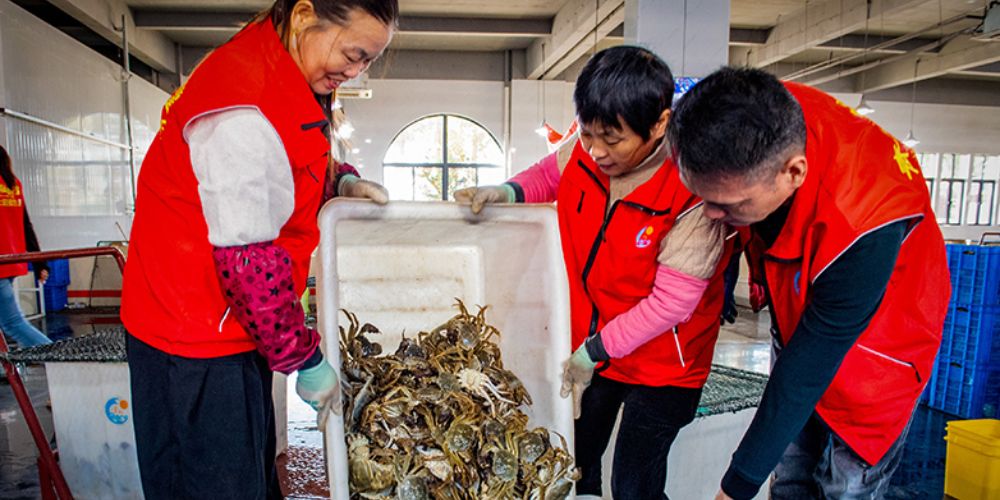 固城湖螃蟹批量上市