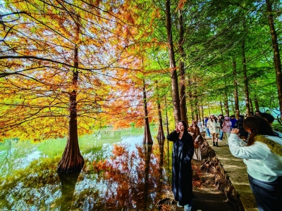 红黄渐变映湖光 燕雀湖落羽杉正美