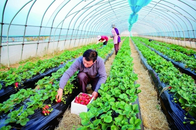 高淳新品种草莓上市