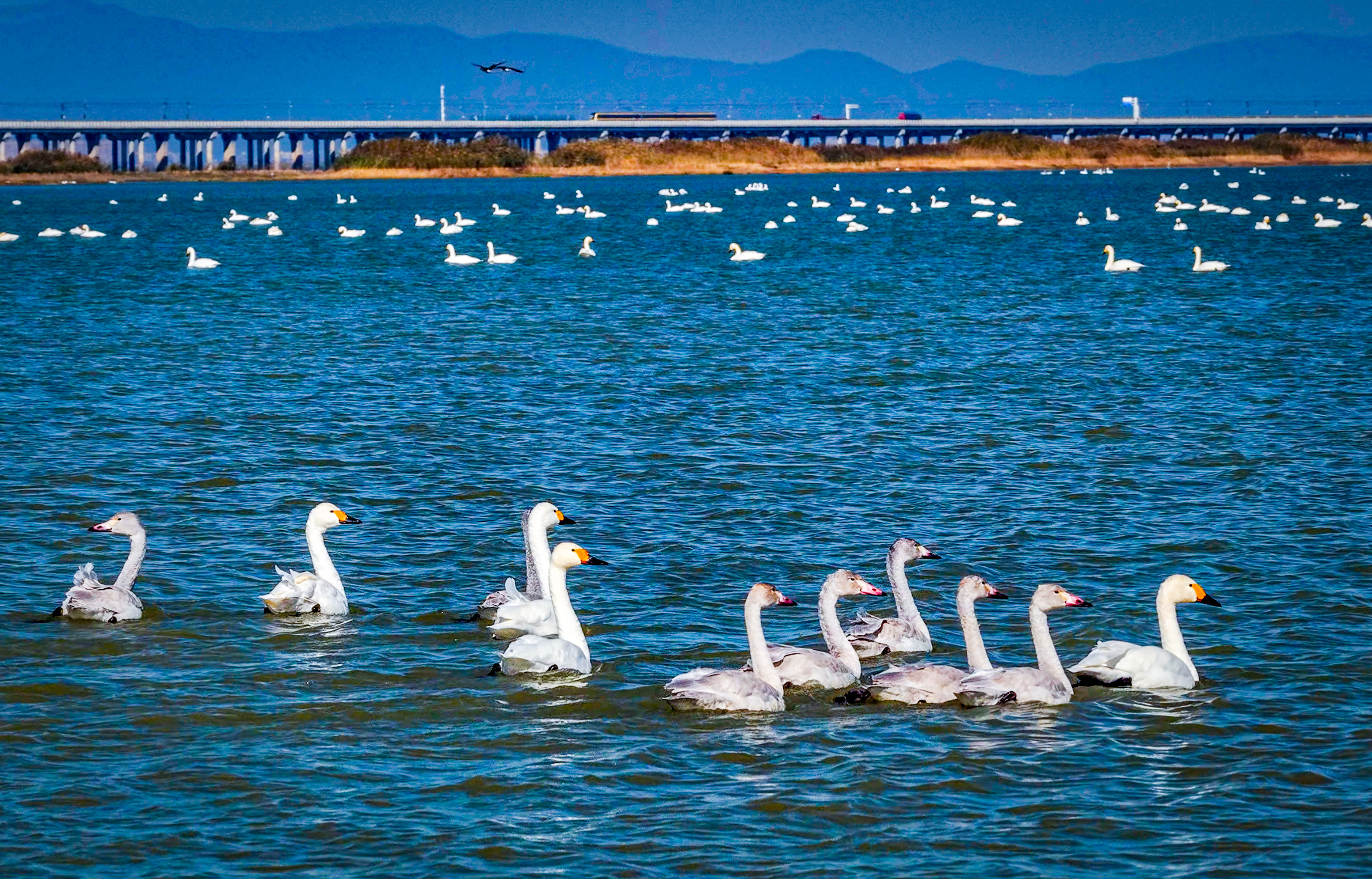 生活在西伯利亚贝加尔湖地区的天鹅，都会成群结队地迁徙来此过冬，石臼湖便美成了“天鹅湖”。南京日报/紫金山新闻记者 段仁虎 通讯员 傅志伟 摄