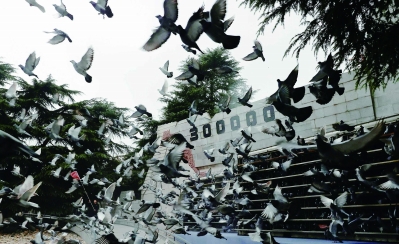 祭金陵殇 祈和平愿