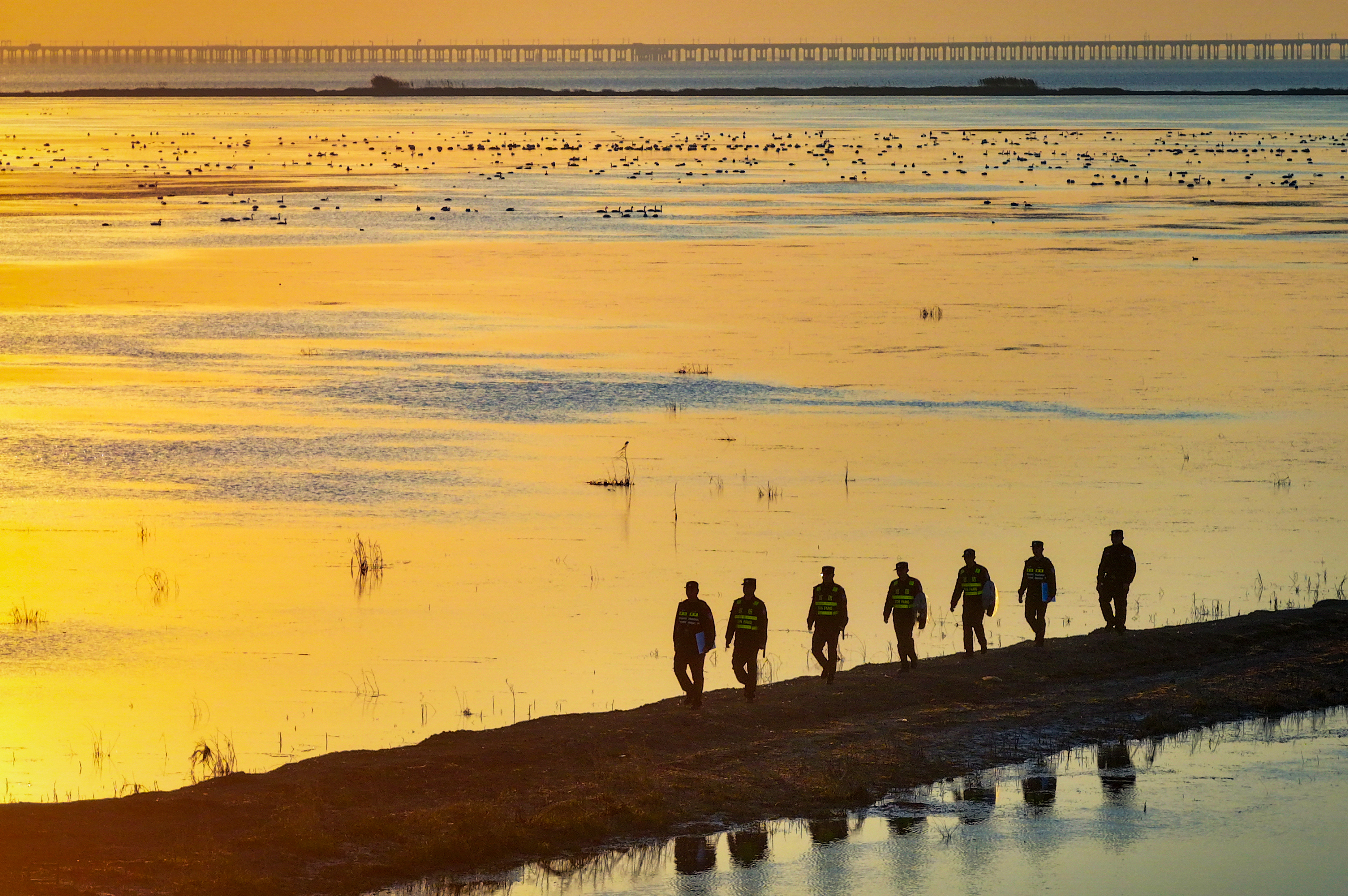 12月4日，石臼湖的粼粼波光间，成群天鹅翩然展翅、悠然嬉戏，岸边的“天鹅护卫队”正在开展常态化巡查。南京日报/紫金山新闻记者 段仁虎 摄