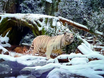 雪后红山，动物萌趣百态