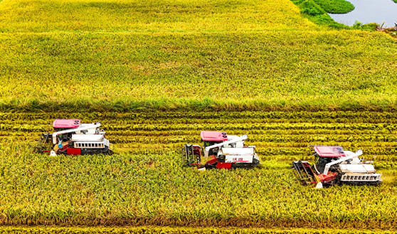 做好“一粒米”的大文章