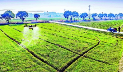溧水区无人机凌空 麦苗沐“肥雨”
