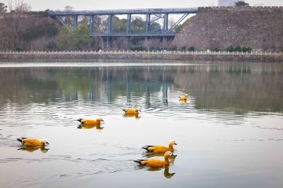 赤麻鸭戏水春意浓