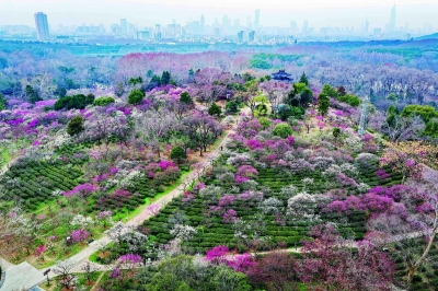 赏梅正当时！多景区迎来“梅”好时光