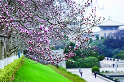 繁花满树！雨花台春意盎然