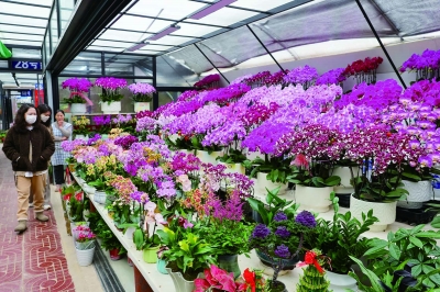 年宵花吸引市民选购