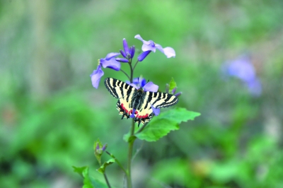 惊蛰节气探寻“惊蛰蝶”