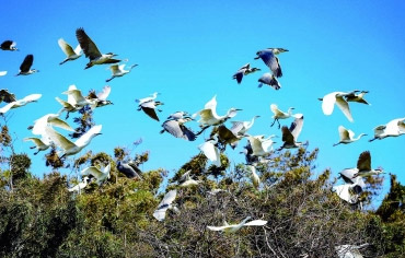 鹭影穿林过 生态入画卷