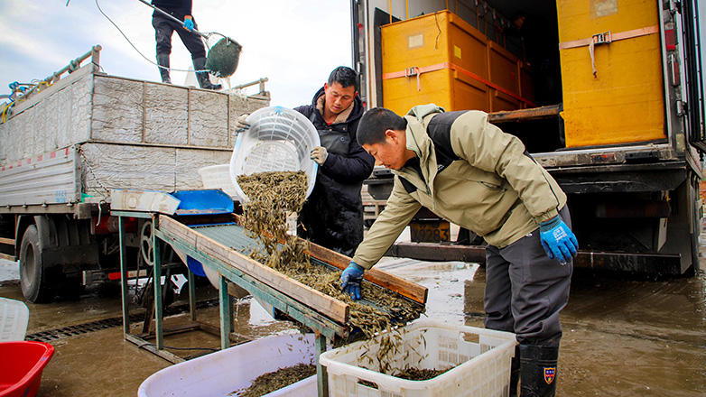 万亩青虾上市 俏销全国市场