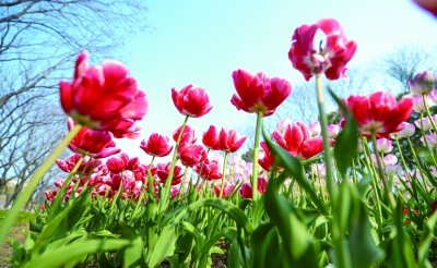 花漾南京 把春天“玩”出文化厚度与经济活力