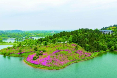 银杏湖：漫山杜鹃花开