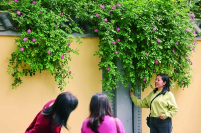 颐和路蔷薇花绽放引路人驻足打卡
