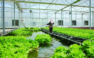 “水上菜园”：解锁蔬菜采摘新体验