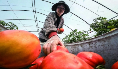 金奖西红柿迎丰收，品牌赋能乡村振兴