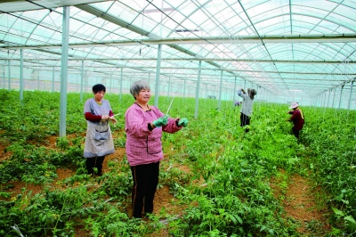 特色蔬果，“蔬”写希望