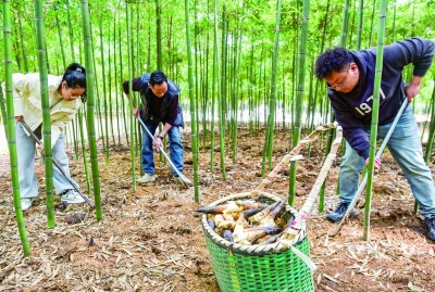 春日挖笋乐 体验农耕趣