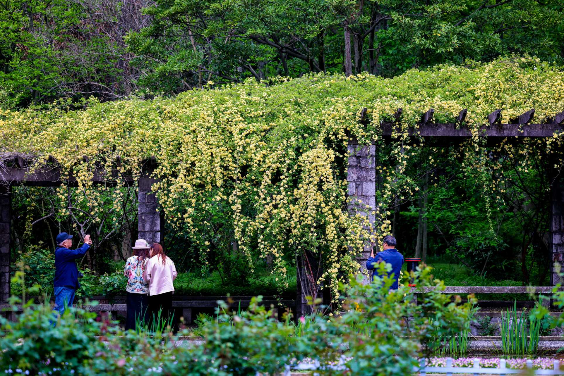 木香垂瀑 春色满廊