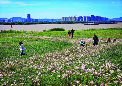 江滩花海入画来
