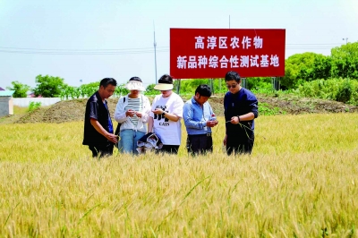 开起良种观摩会送上丰产“金钥匙”