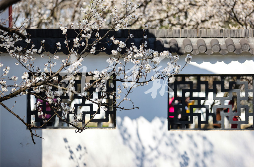 玄武湖樱洲上樱桃花,迎风绽放.