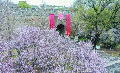 清凉门旁的樱花树盛开，春风吹拂下，点点粉红随风飘扬，犹如飞雪一般。 