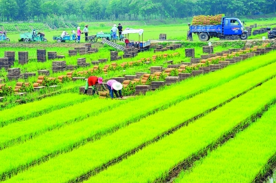 在溧水区和凤镇的谷丰农机专业合作社,社员们在田野里劳作.